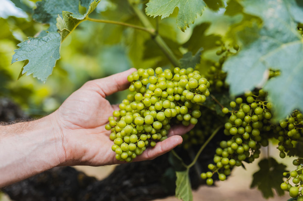 Vignoble – photo 14