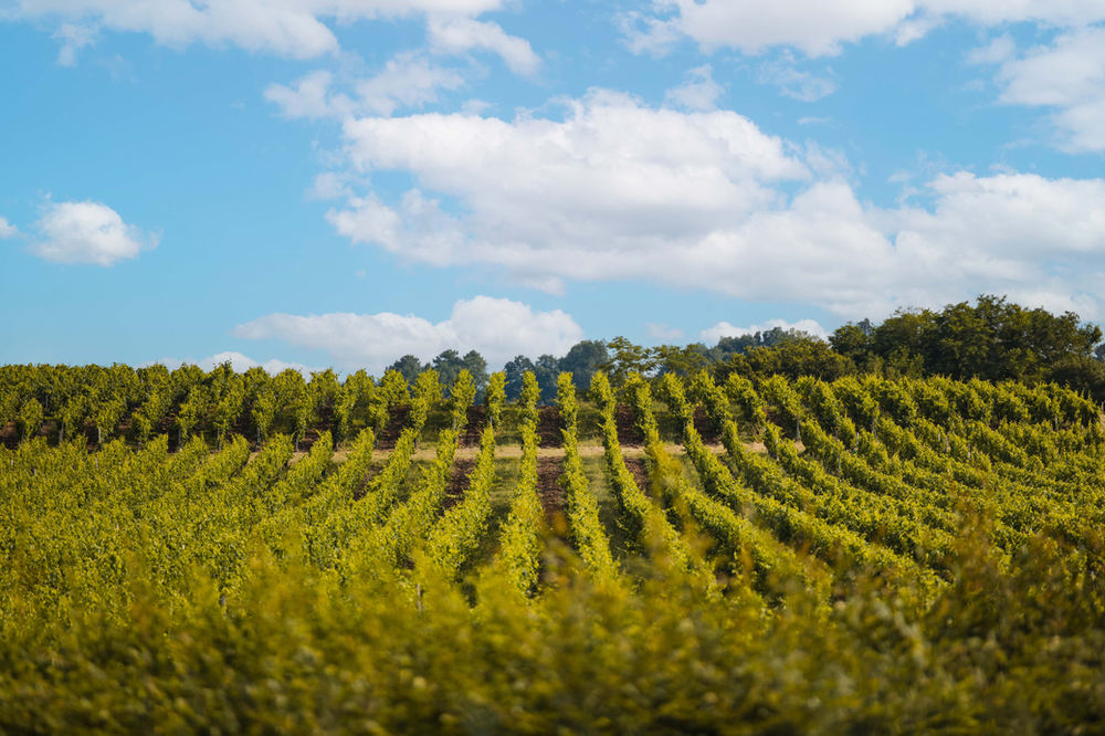 Vignoble – photo 13