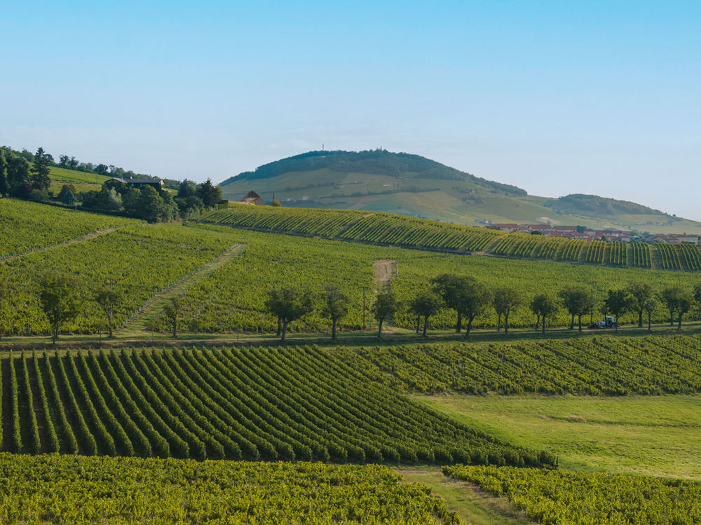 Vignoble – photo 12